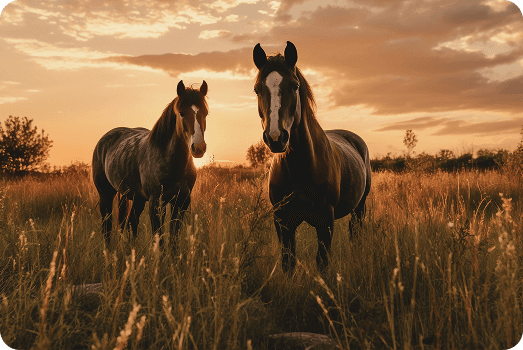 Horses in field at sunset