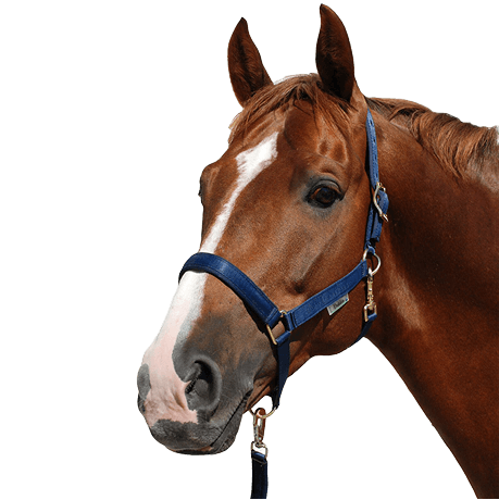 Beautiful horse