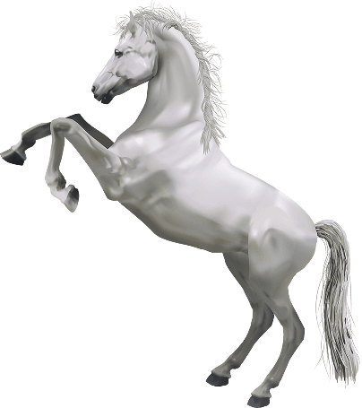 White horse rearing